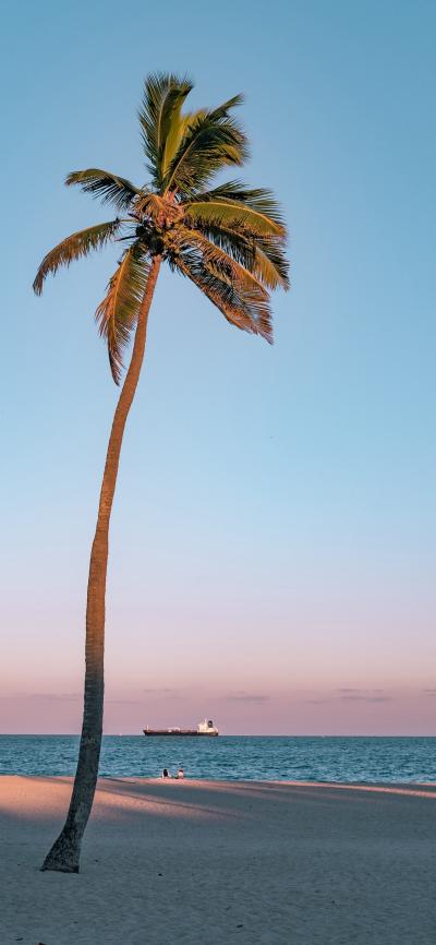 夏天晚霞中的椰子树