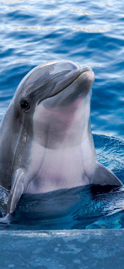 在蓝色大海中浮出水面的海豚