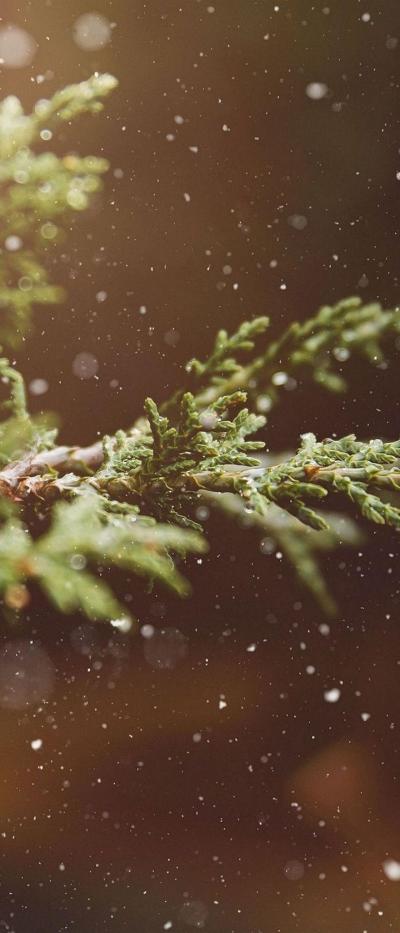 雪花飘落在松树枝上