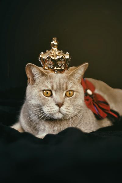 橘色小猫头戴皇冠图片