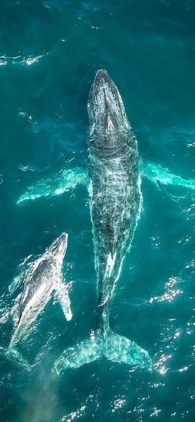 鲸鱼妈妈和小鲸鱼在海里遨游