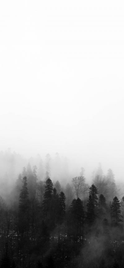 森林里大雾弥漫着