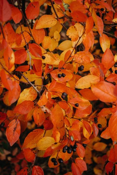 秋天橘黄色的树叶图片