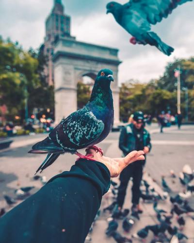 广场上停留在手上的鸽子