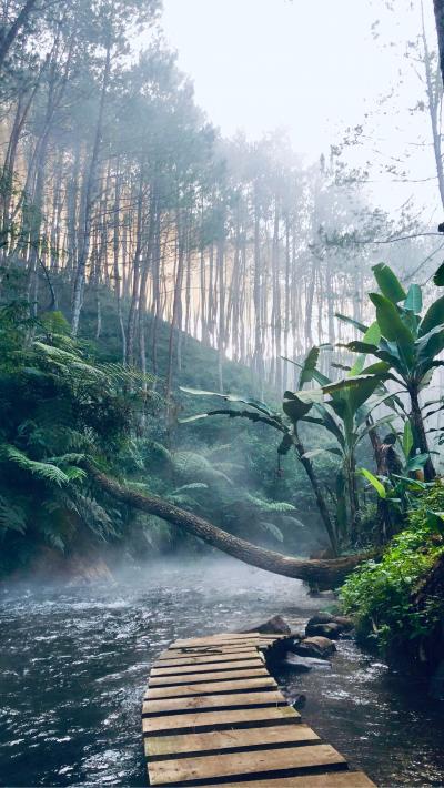 雾蒙蒙森林里的溪流图片