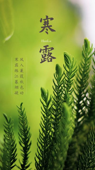 中国传统节气之寒露节气海报