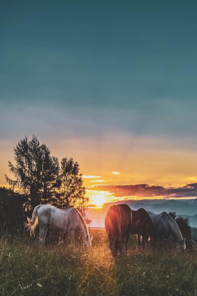 夕阳下吃草的马儿悠闲自在